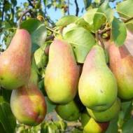 Саджанець Груша Лісова красуня